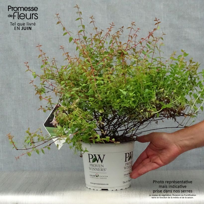 Amostra de Abélia grandiflora Pinky Bells Vaso de 2 L/3 L tal como entregue no verão