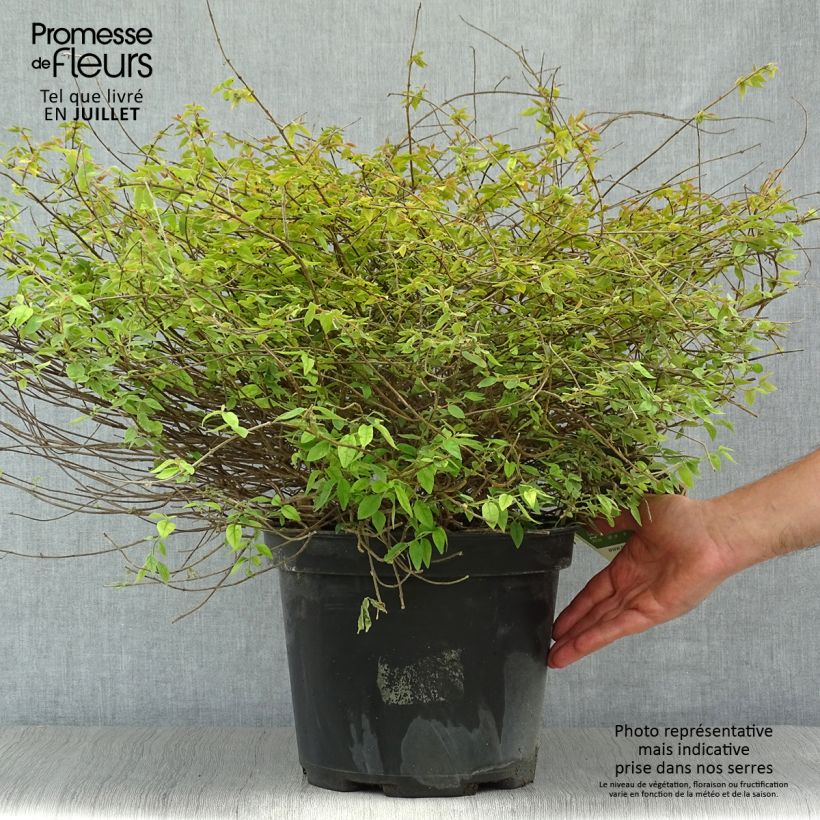 Amostra de Abélia grandiflora Pinky Bells Vaso de 7,5 L/10 L tal como entregue no verão