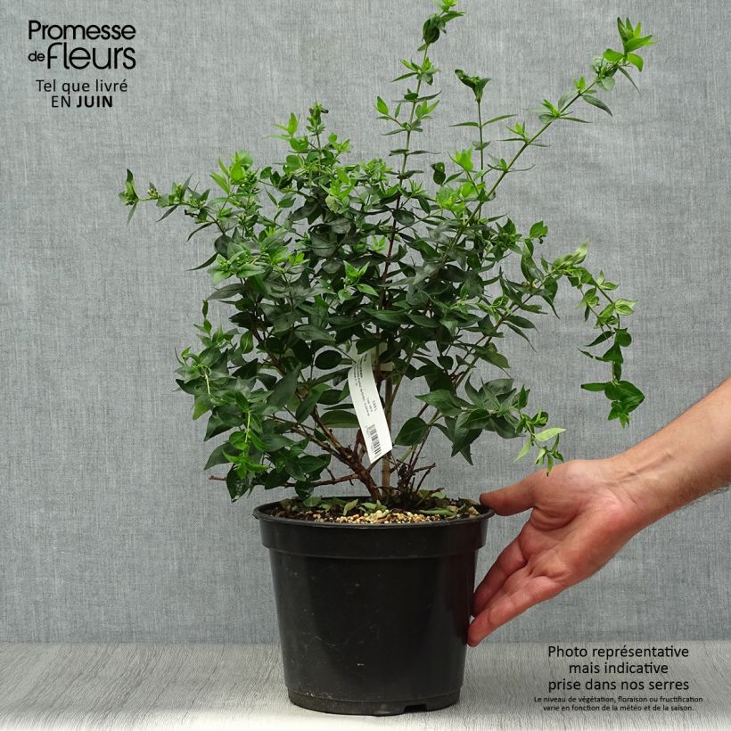 Amostra de Abélia Raspberry Profusion Vaso de 3 L/4 L tal como entregue no verão