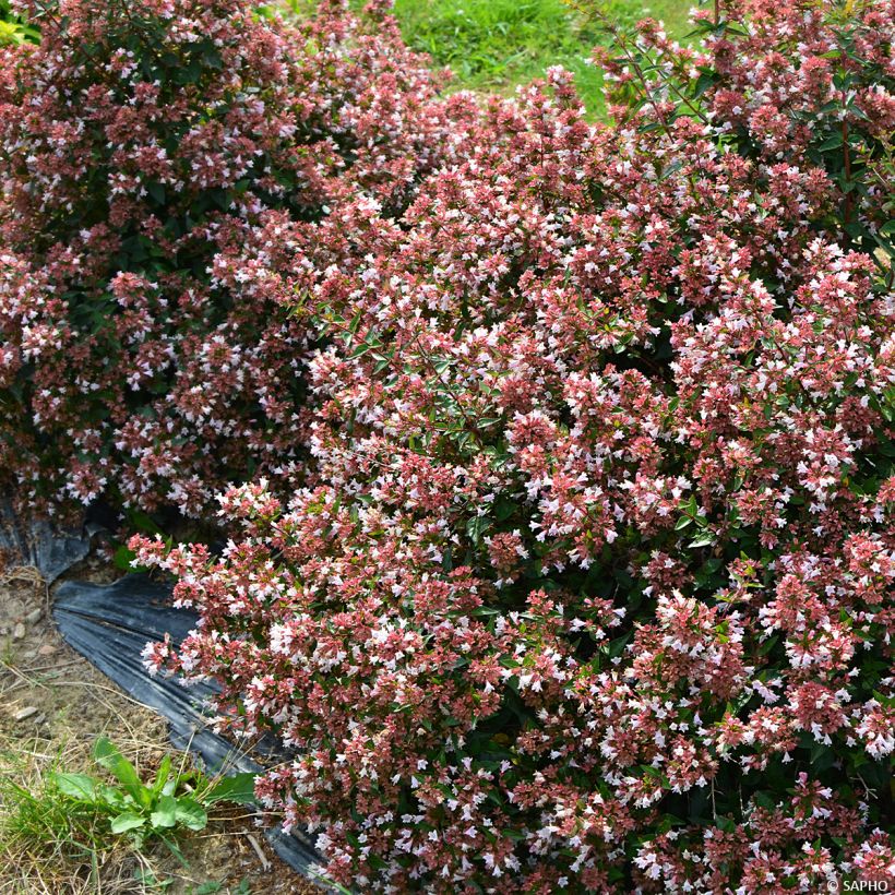 Abélia Raspberry Profusion (Hábito)