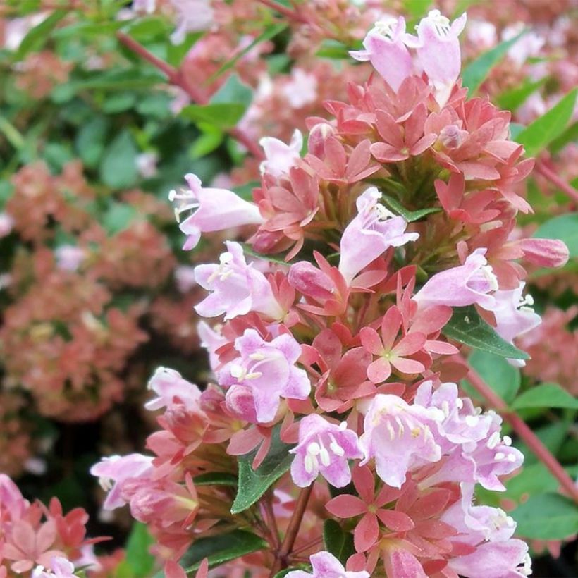 Abélia Raspberry Profusion (Floração)