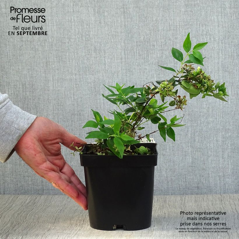 Amostra de Abélia grandiflora Semperflorens Vaso de 2 L/3 L tal como entregue no outono