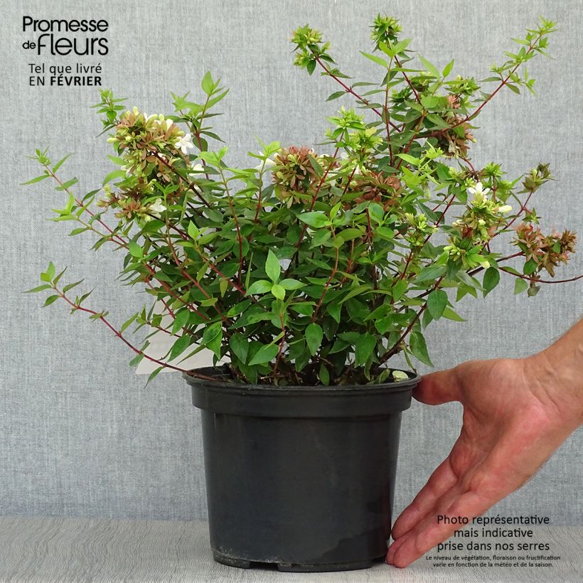Amostra de Abélia grandiflora Sherwood Vaso de 2 L/3 L tal como entregue no outono