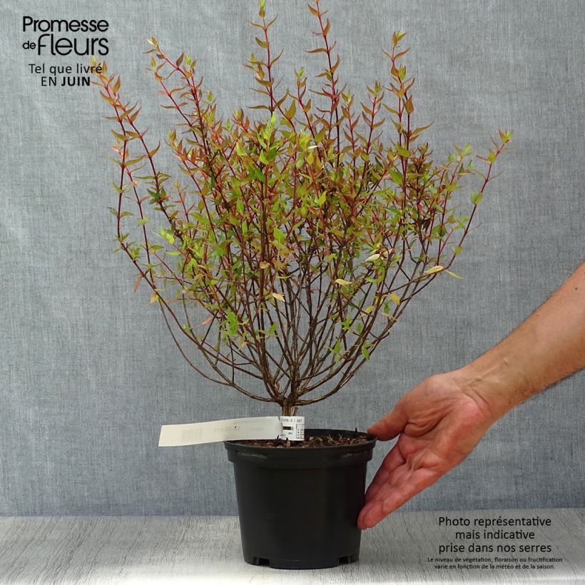 Amostra de Abélia grandiflora Sherwood Vaso de 2 L/3 L tal como entregue no verão