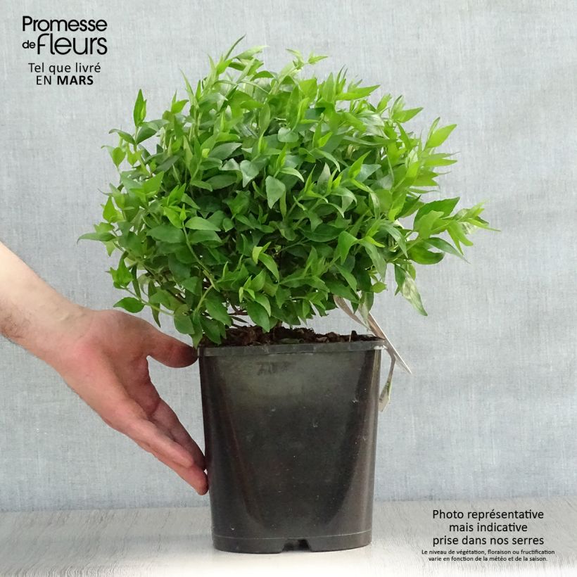 Amostra de Abélia grandiflora Sherwood Vaso de 2 L/3 L tal como entregue na primavera