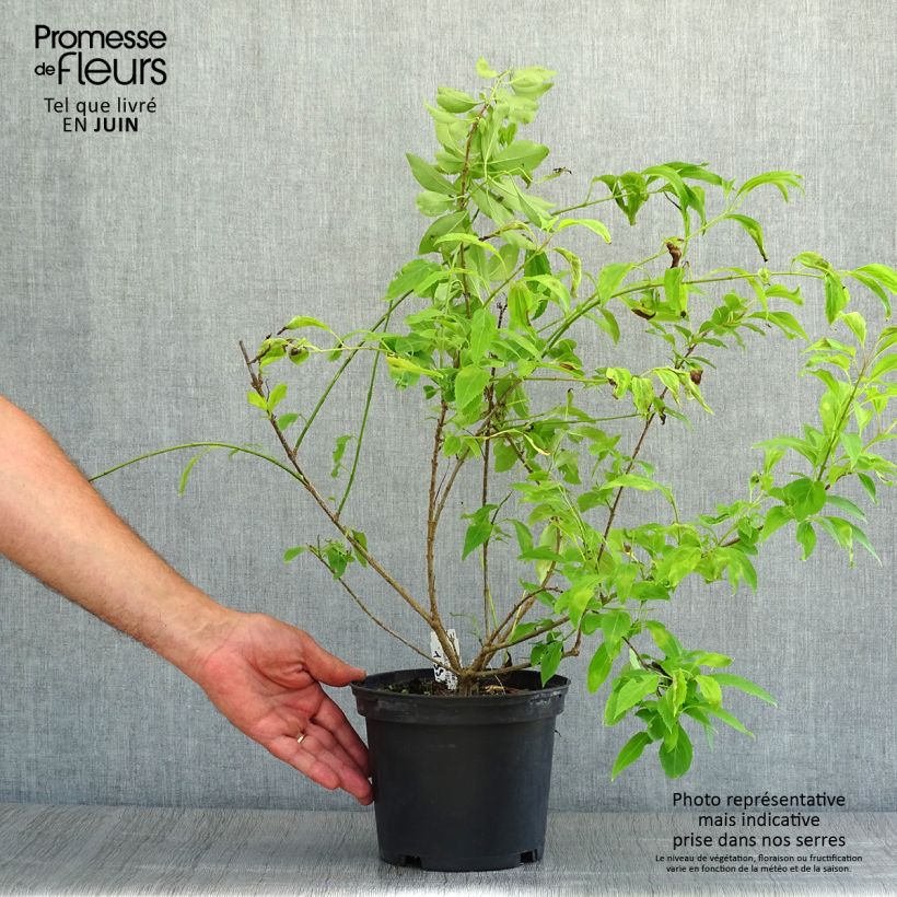 Amostra de Abélia chinensis Vaso de 2 L/3 L tal como entregue no verão