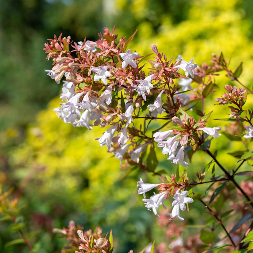 Abélia chinensis (Floração)