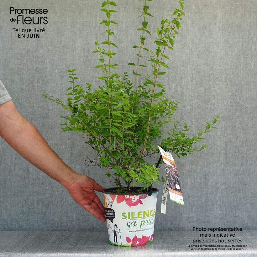 Amostra de Abélia chinensis Autumn Festival Vaso de 4 L/5 L tal como entregue no verão