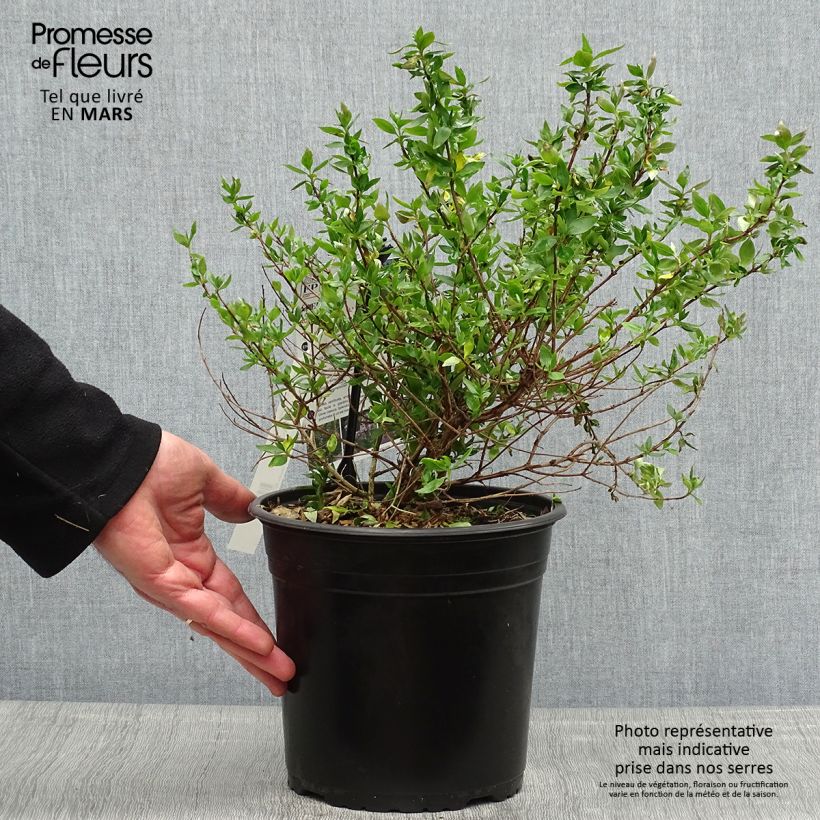 Amostra de Abélia chinensis Autumn Festival Vaso de 4 L/5 L tal como entregue na primavera