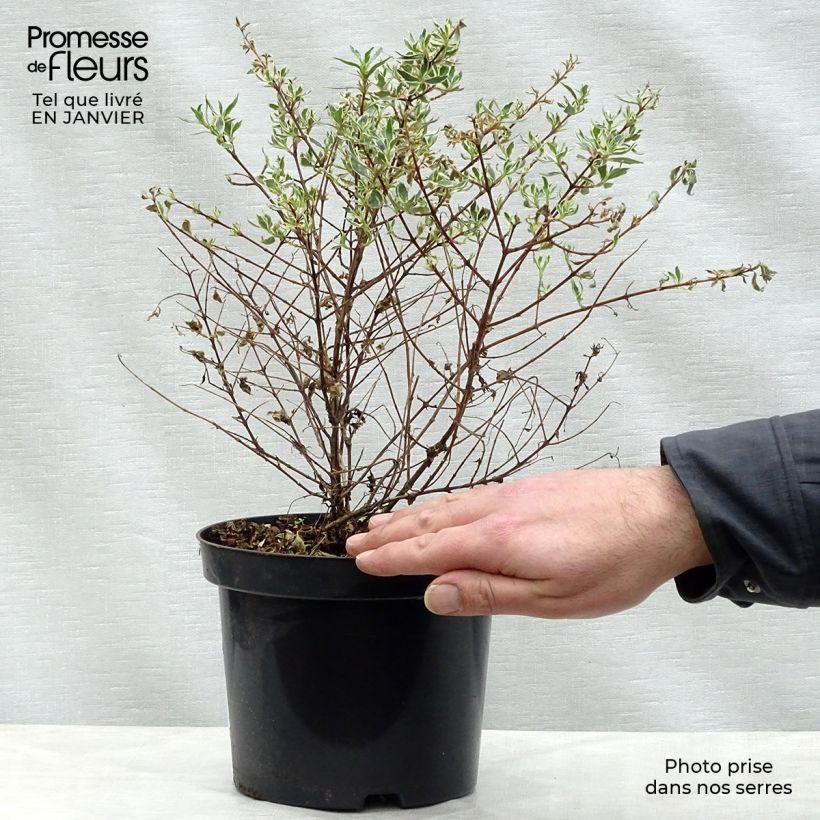 Amostra de Abélia grandiflora Confetti Vaso de 1,5 L/2 L tal como entregue no inverno