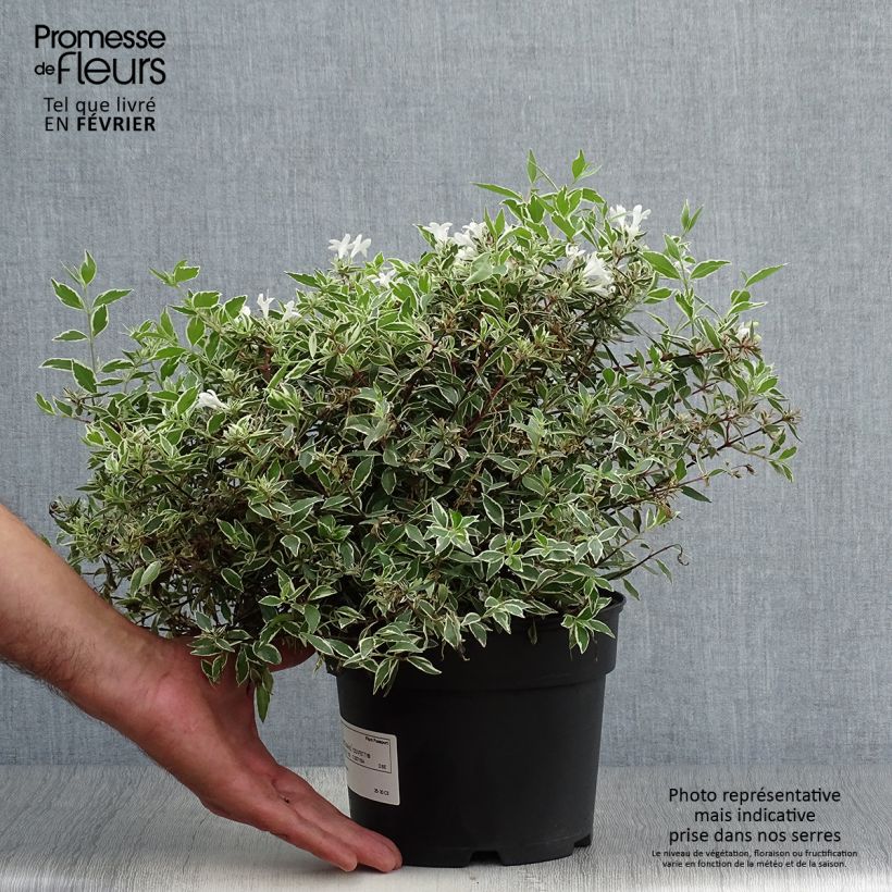 Amostra de Abélia grandiflora Confetti Vaso de 1,5 L/2 L tal como entregue no outono