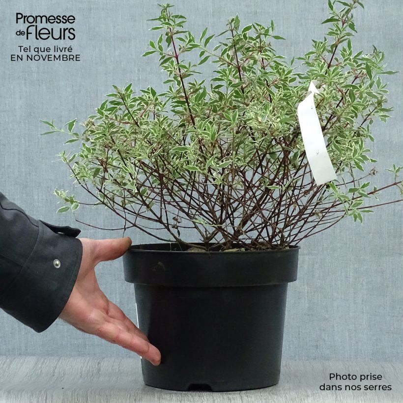 Amostra de Abélia grandiflora Confetti Vaso de 3 L/4 L tal como entregue no outono