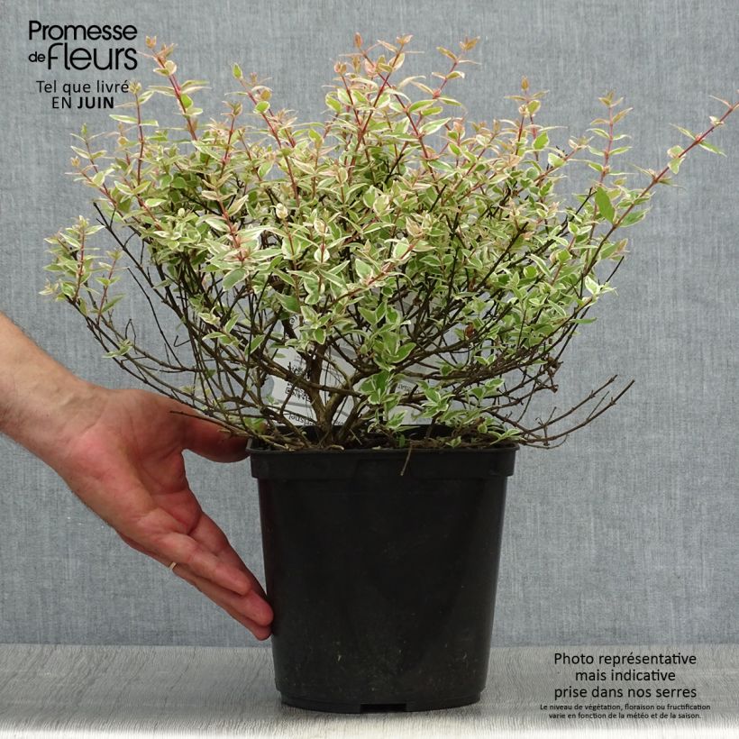 Amostra de Abélia grandiflora Confetti Vaso de 3 L/4 L tal como entregue no verão