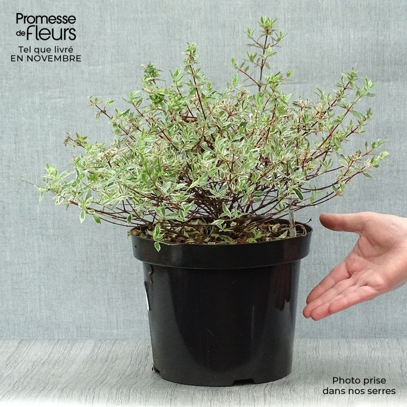 Amostra de Abélia grandiflora Confetti Vaso de 7,5 L/10 L tal como entregue no outono