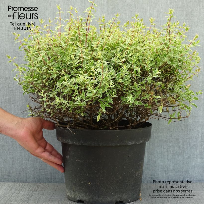 Amostra de Abélia grandiflora Confetti Vaso de 7,5 L/10 L tal como entregue no verão