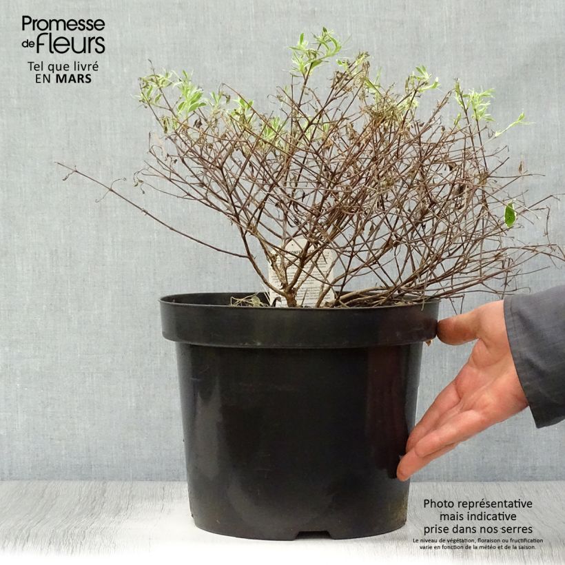 Amostra de Abélia grandiflora Confetti Vaso de 7,5 L/10 L tal como entregue na primavera