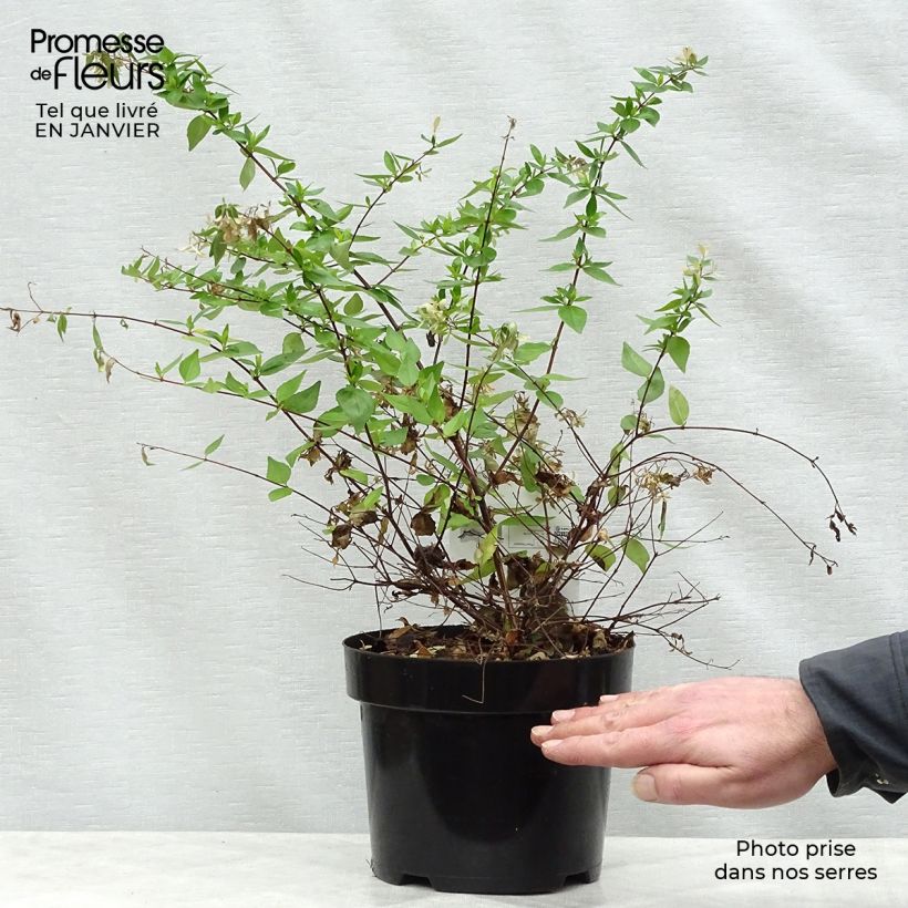 Amostra de Abelia grandiflora Francis Mason Vaso de 3 L/4 L tal como entregue no inverno