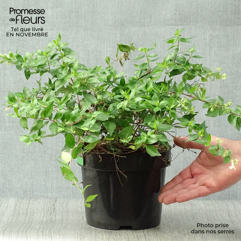 Amostra de Abélia grandiflora Francis Mason Vaso de 3 L/4 L tal como entregue no outono