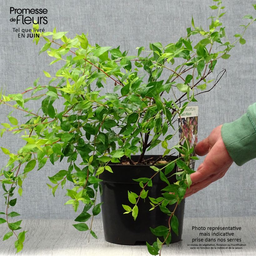 Amostra de Abélia grandiflora Francis Mason Vaso de 3 L/4 L tal como entregue no verão