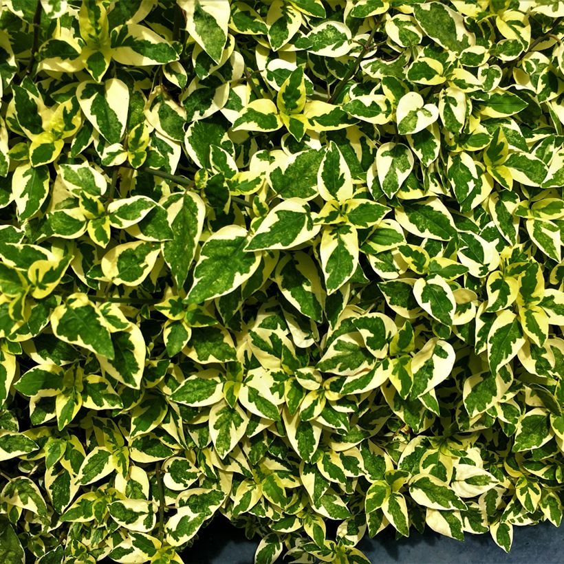 Abélia grandiflora Hopley's (Folhagem)