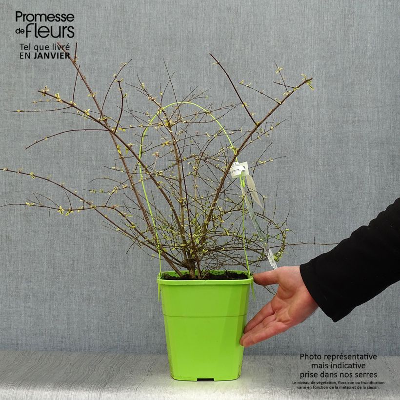 Amostra de Abelia grandiflora Hopley's - Abélia à grandes fleurs Vaso de 2 L/3 L tal como entregue no inverno