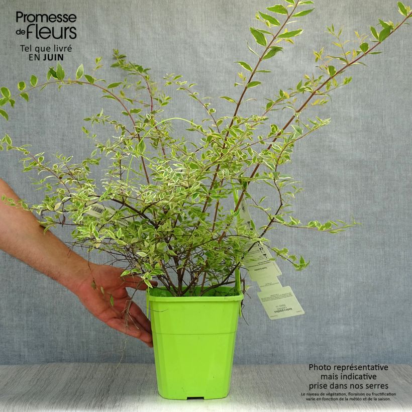 Amostra de Abélia grandiflora Hopley's Vaso de 2 L/3 L tal como entregue no verão