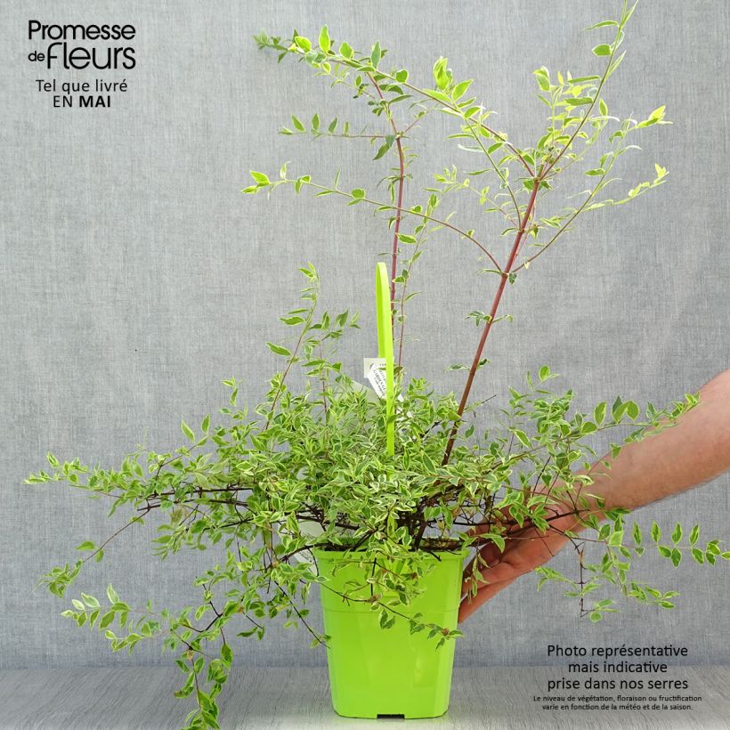 Amostra de Abélia grandiflora Hopley's Vaso de 2 L/3 L tal como entregue na primavera