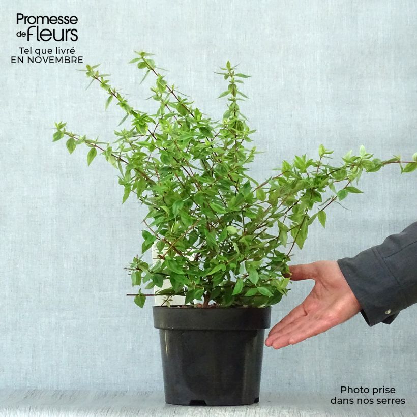 Amostra de Abélia grandiflora Kaléidoscope Vaso de 2 L/3 L tal como entregue no outono