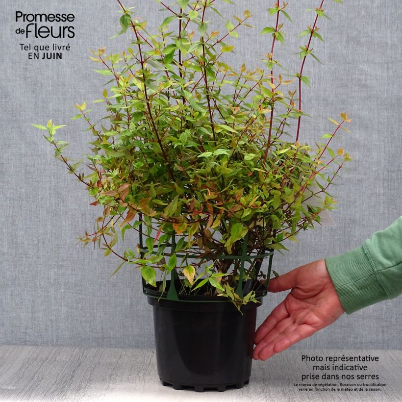 Amostra de Abélia grandiflora Kaléidoscope Vaso de 2 L/3 L tal como entregue no verão