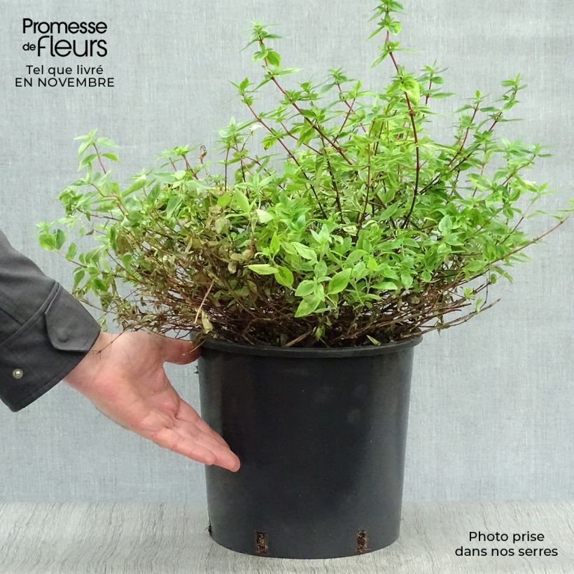 Amostra de Abélia grandiflora Kaléidoscope Vaso de 3 L/4 L tal como entregue no outono