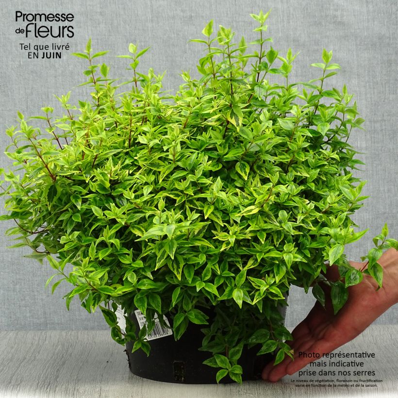 Amostra de Abélia grandiflora Kaléidoscope Vaso de 3 L/4 L tal como entregue no verão