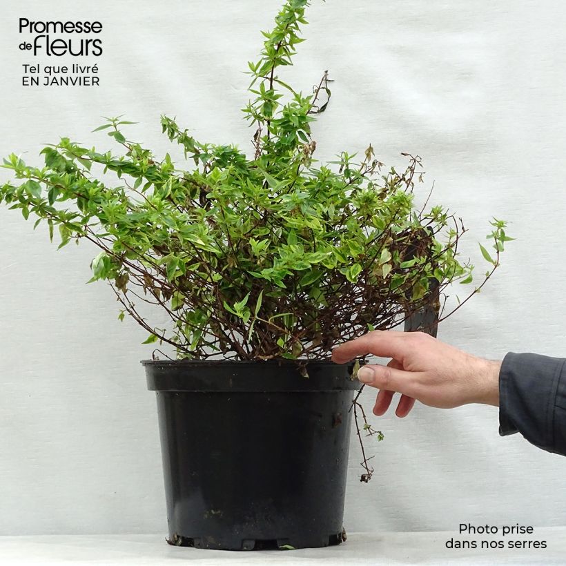 Amostra de Abélia grandiflora Kaléidoscope Vaso de 3 L/4 L tal como entregue no inverno