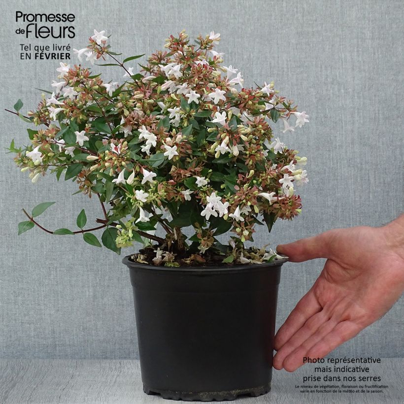 Amostra de Abélia grandiflora Vaso de 2 L/3 L tal como entregue no outono