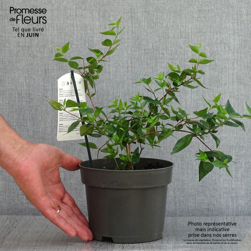 Amostra de Abélia grandiflora Vaso de 2 L/3 L tal como entregue no verão