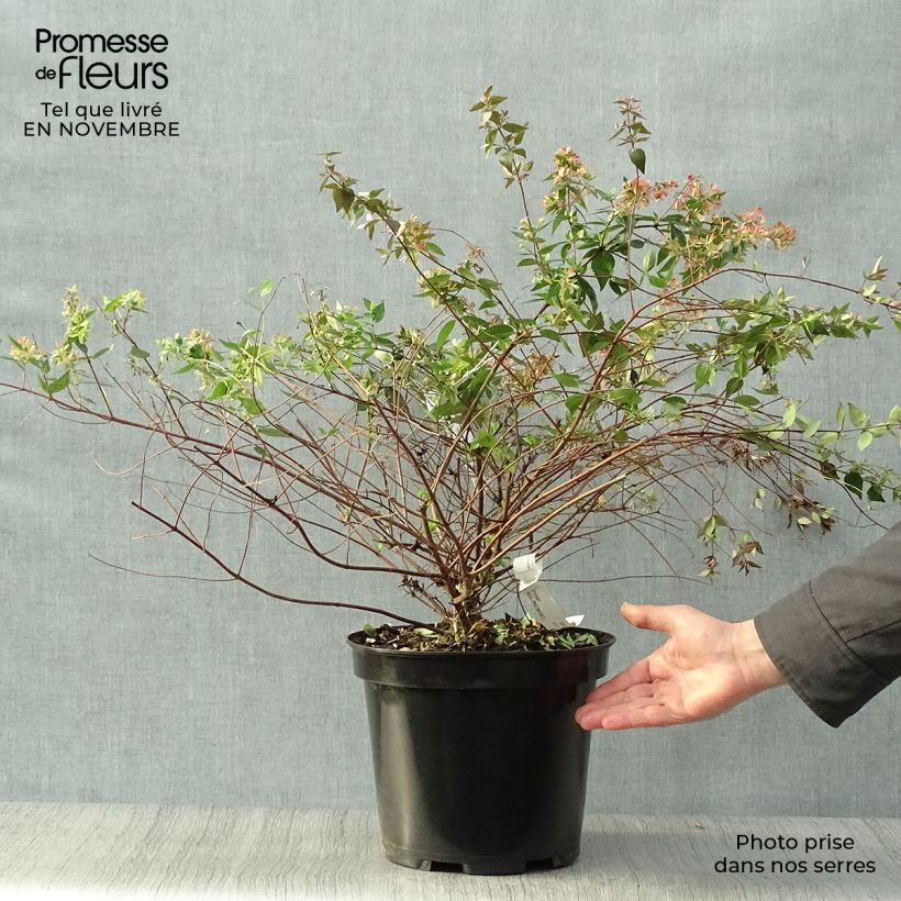 Amostra de Abélia grandiflora Vaso de 7,5 L/10 L tal como entregue no outono