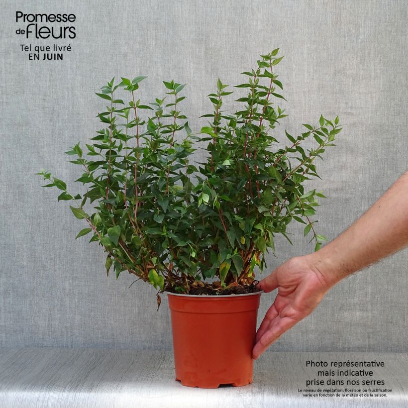 Amostra de Abélia grandiflora Prostrata Vaso de 2 L/3 L tal como entregue no verão
