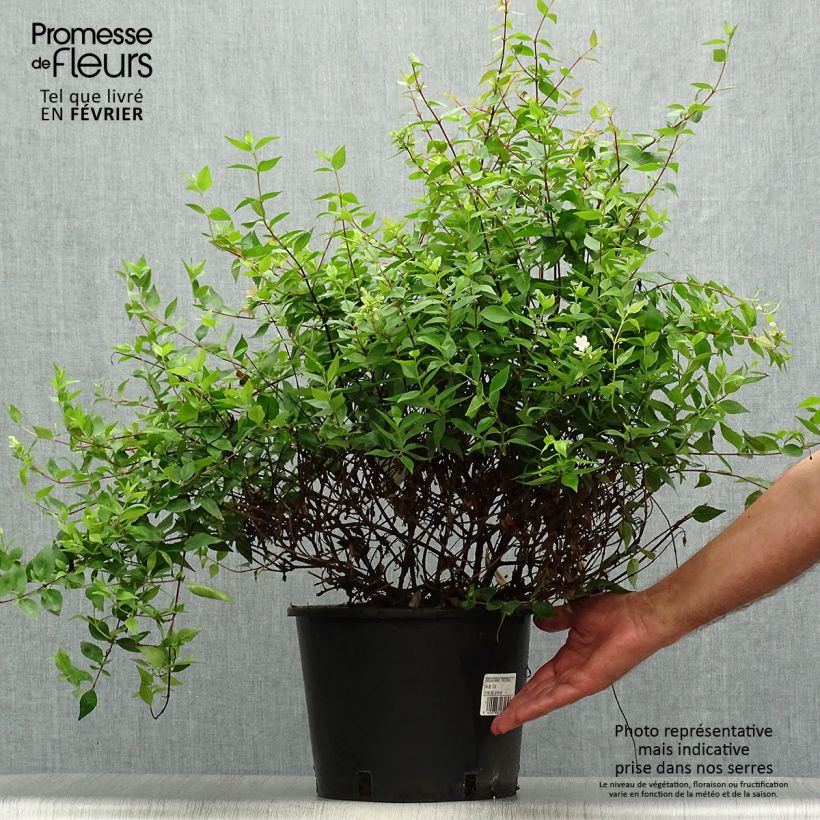 Amostra de Abélia grandiflora Prostrata Vaso de 7,5 L/10 L tal como entregue no outono
