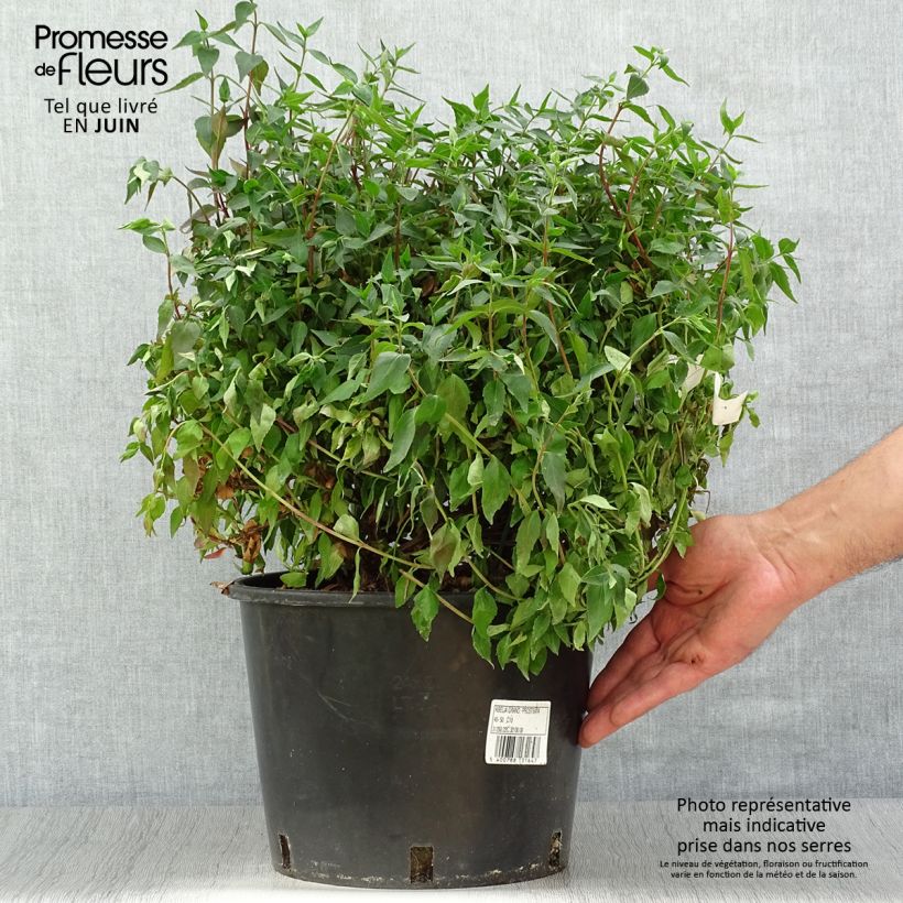 Amostra de Abélia grandiflora Prostrata Vaso de 7,5 L/10 L tal como entregue no verão