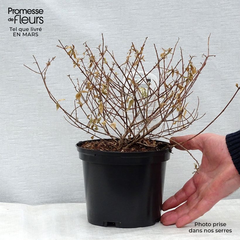 Amostra de Abélia grandiflora Radiance Vaso de 4 L/5 L tal como entregue na primavera