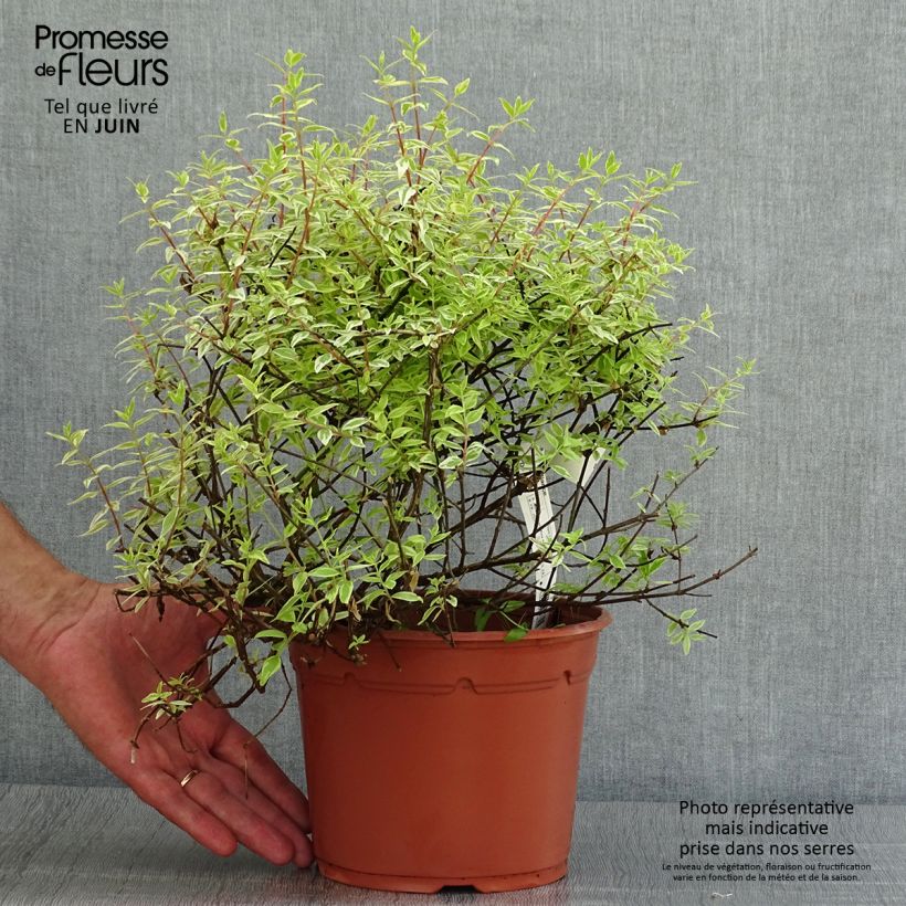 Amostra de Abélia grandiflora Radiance Vaso de 4 L/5 L tal como entregue no verão