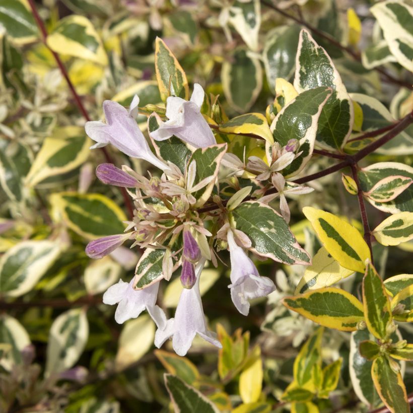 Abélia grandiflora Radiance (Floração)