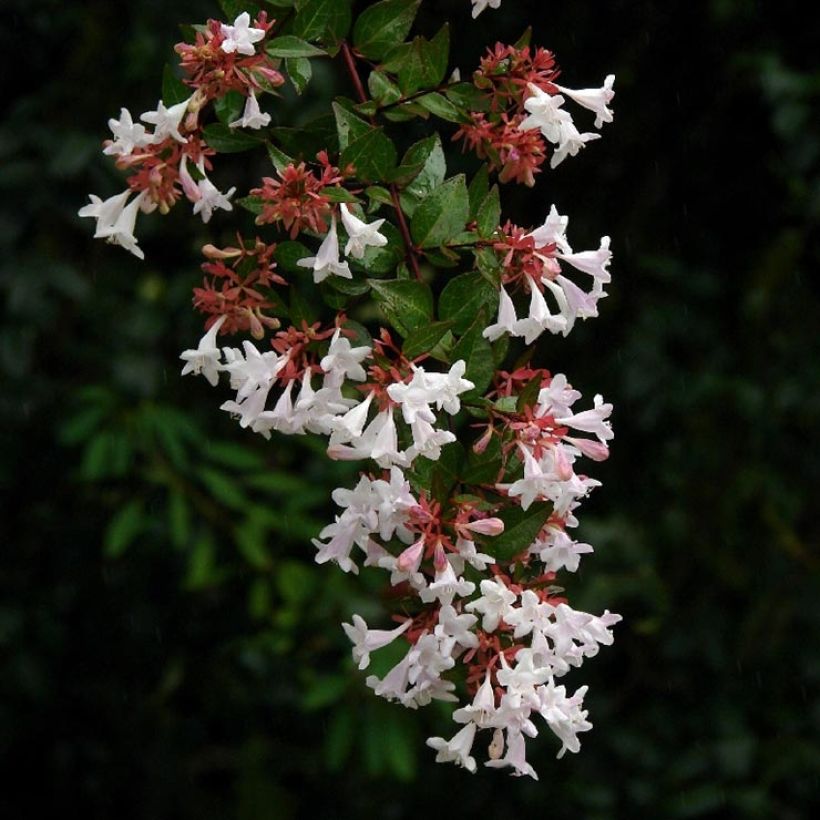 Abélia grandiflora Semperflorens (Floração)
