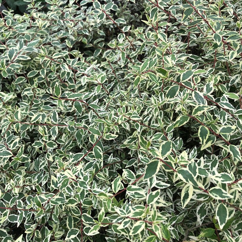 Abélia grandiflora Sparkling Silver (Folhagem)