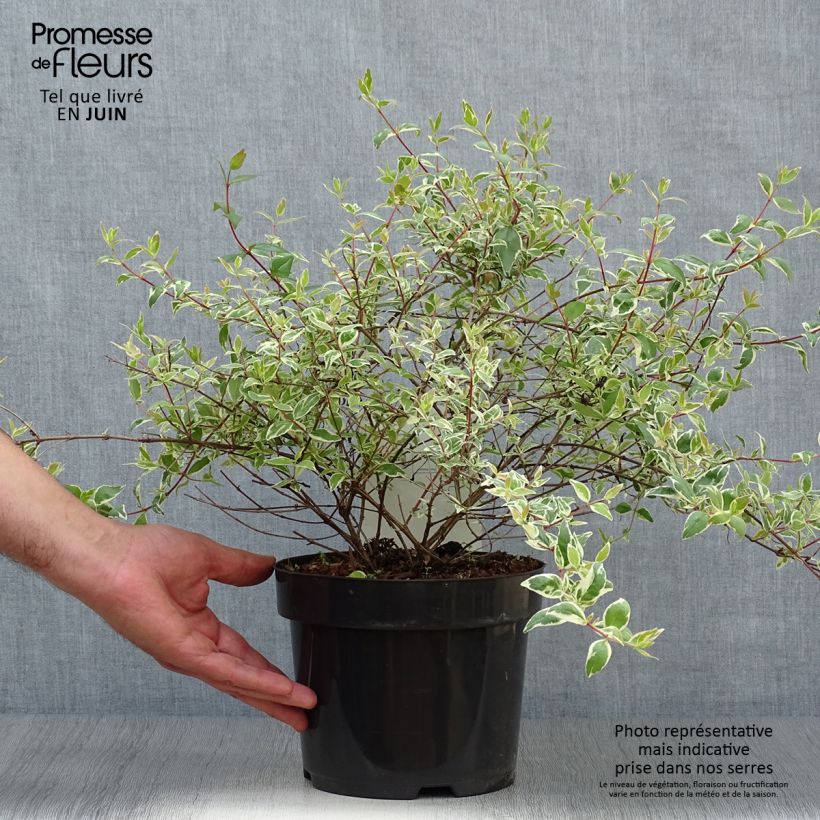Amostra de Abélia grandiflora Sparkling Silver Vaso de 2 L/3 L tal como entregue no verão