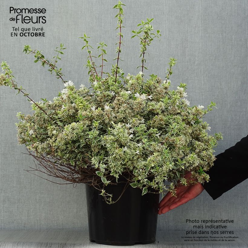 Amostra de Abélia grandiflora Sparkling Silver Vaso de 7,5 L/10 L tal como entregue no outono
