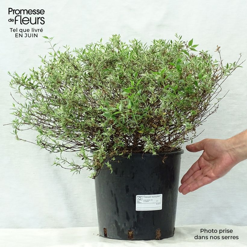 Amostra de Abélia grandiflora Sparkling Silver Vaso de 7,5 L/10 L tal como entregue no verão