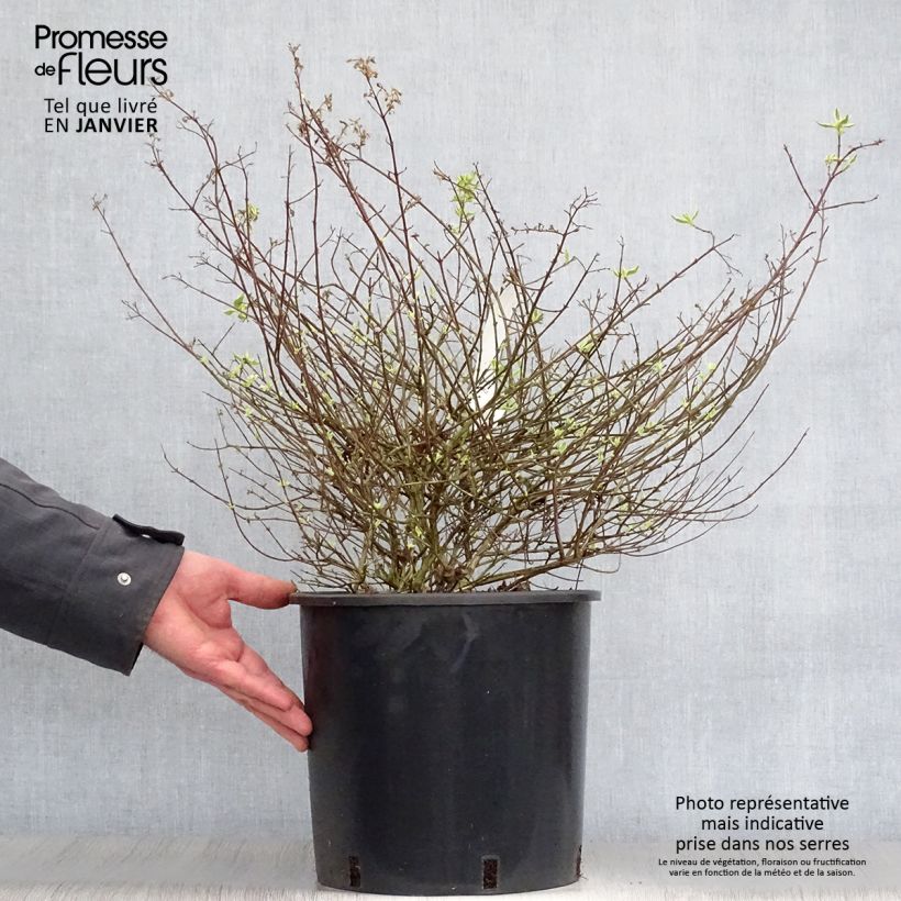 Amostra de Abélia grandiflora Sparkling Silver Vaso de 7,5 L/10 L tal como entregue no inverno