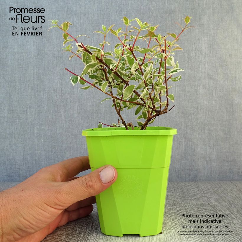 Amostra de Abélia grandiflora Steredenn Vaso de 1 L/1,5 L tal como entregue no outono
