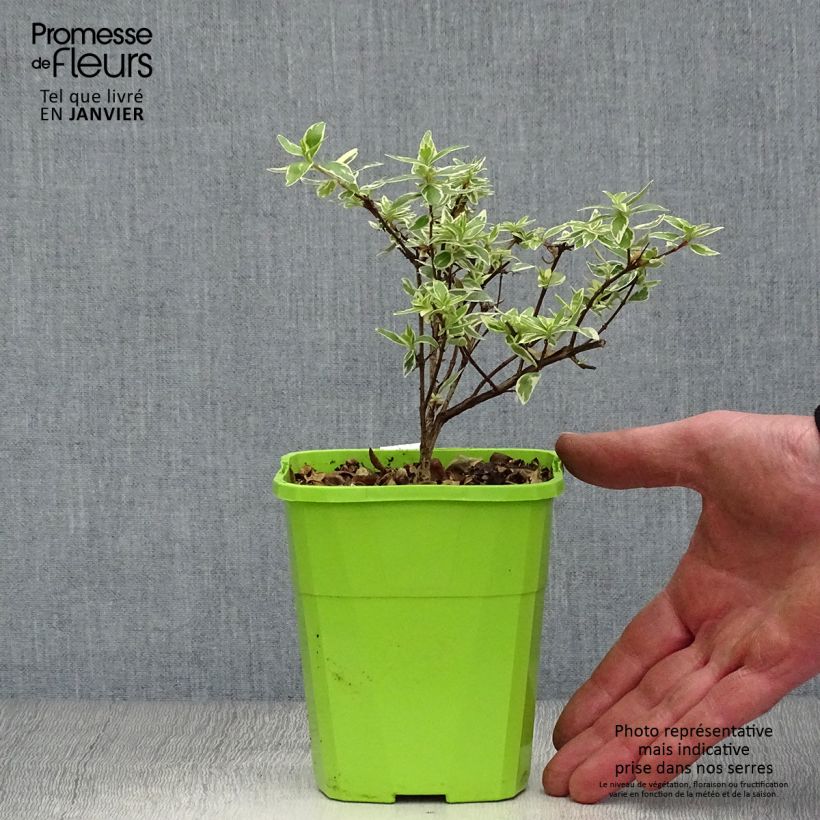 Amostra de Abelia grandiflora Steredenn Levabes - Abélie panachée Vaso de 1 L/1,5 L tal como entregue no inverno