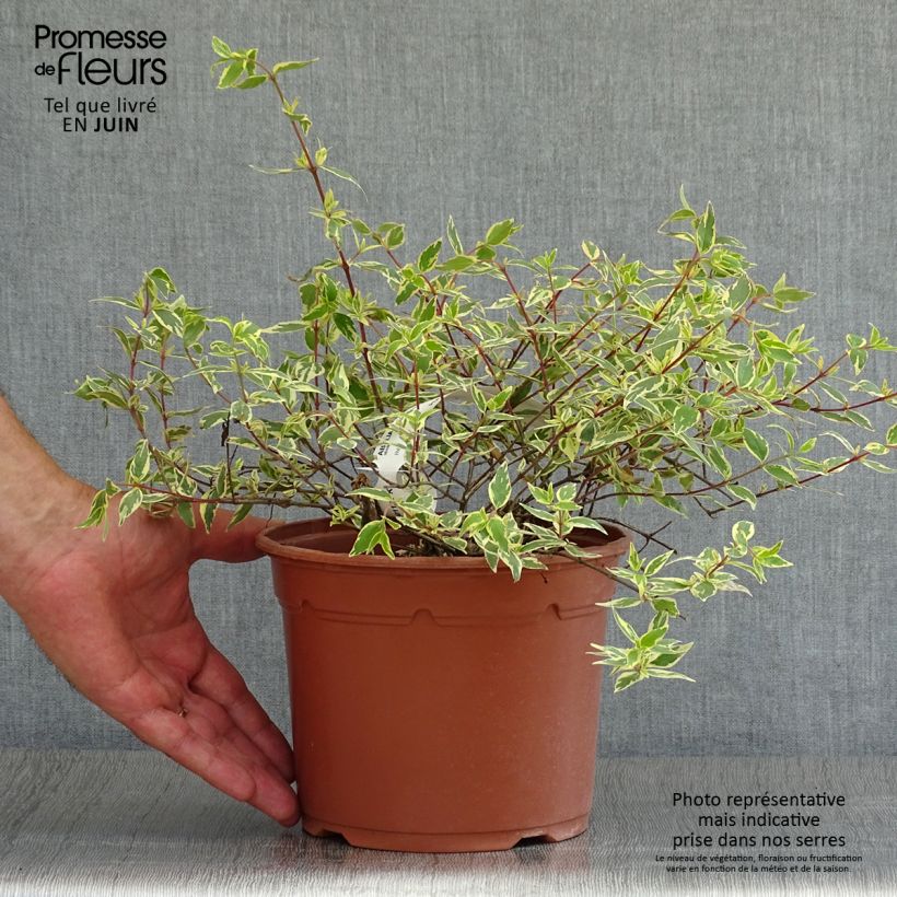 Amostra de Abélia grandiflora Tricolor Charm Vaso de 3 L/4 L tal como entregue no verão